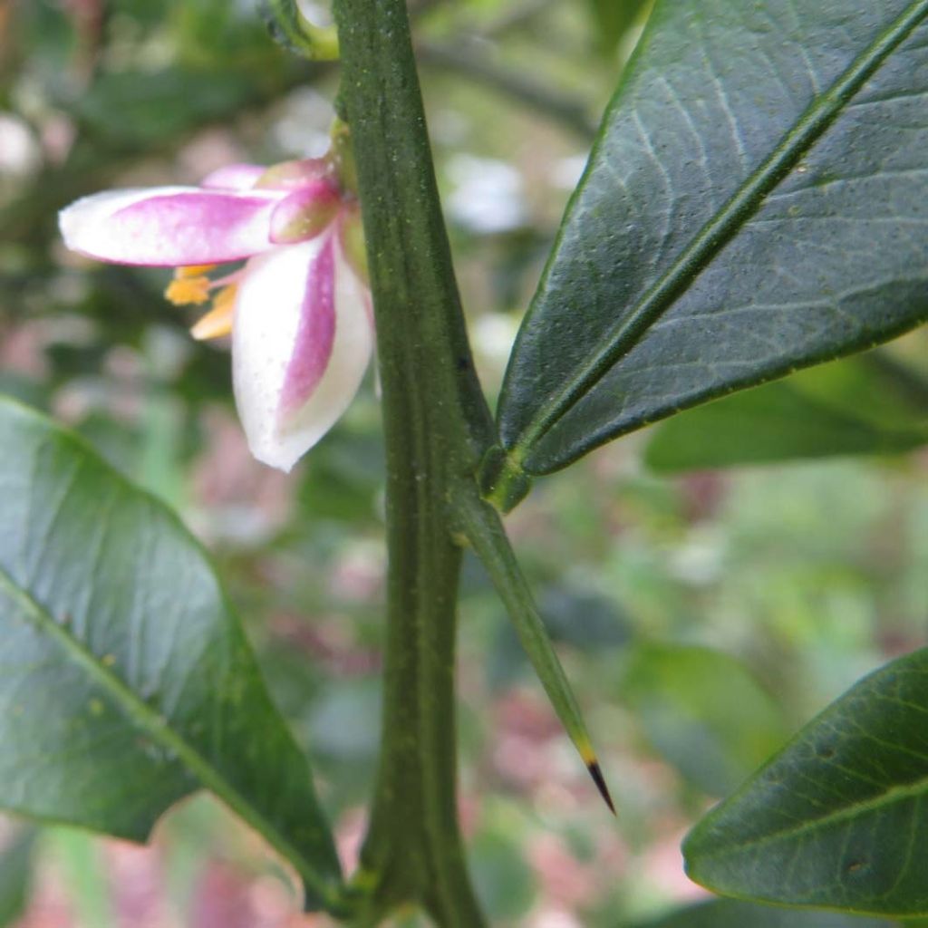 Vingerlimoen Red Crystal - Microcitrus australasica
