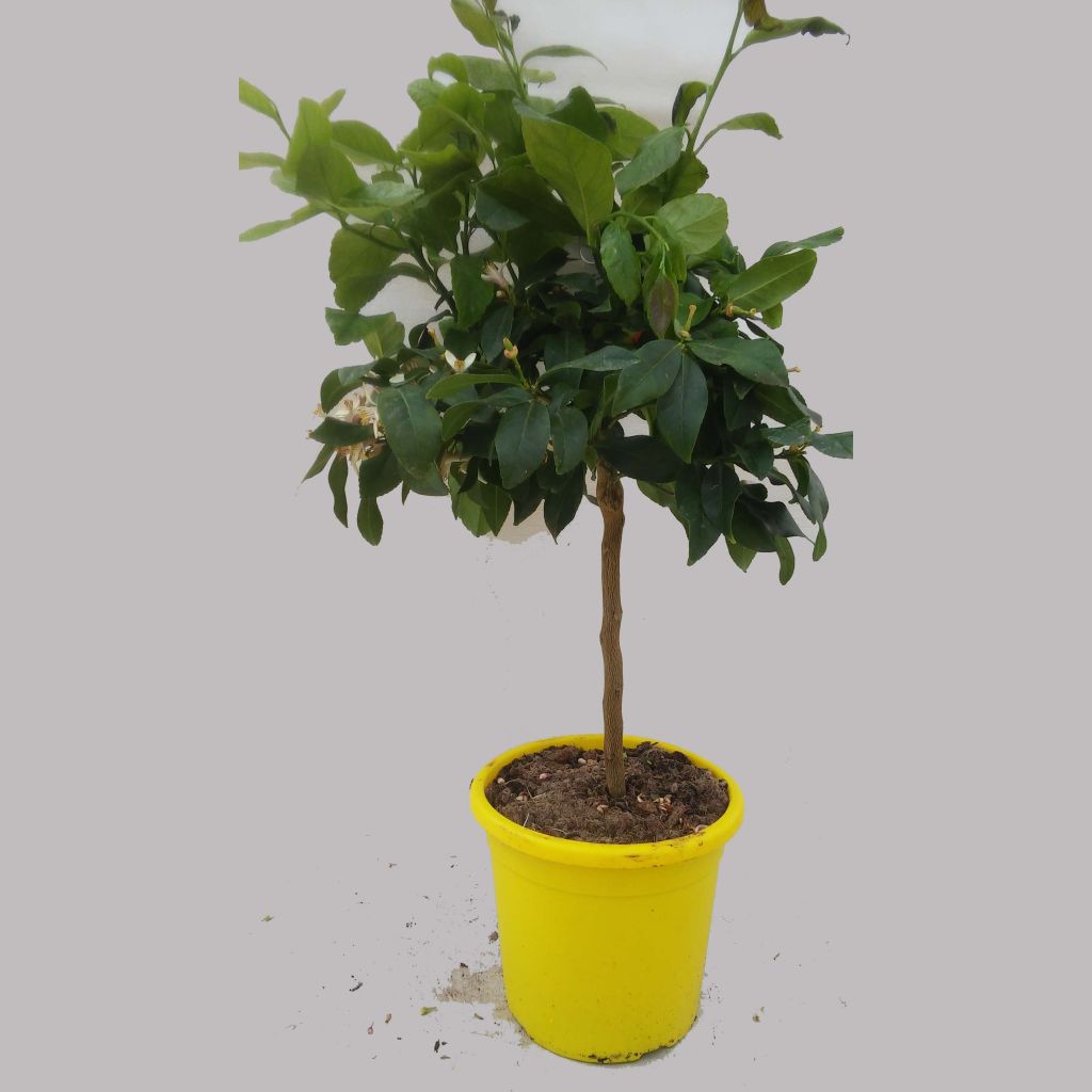 Citroenboom Femminello Incappucciato