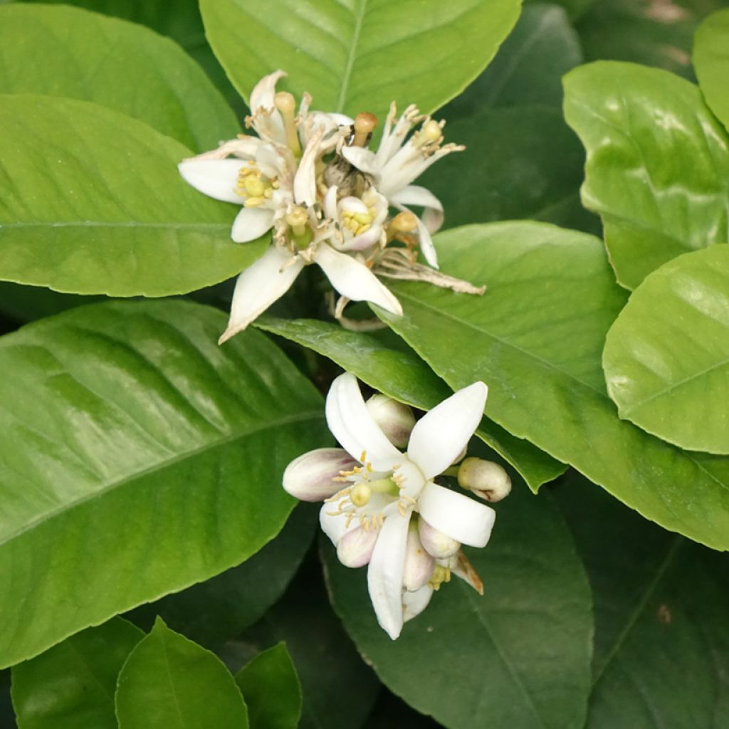 Meyer-citroen Doppio Sanguigno