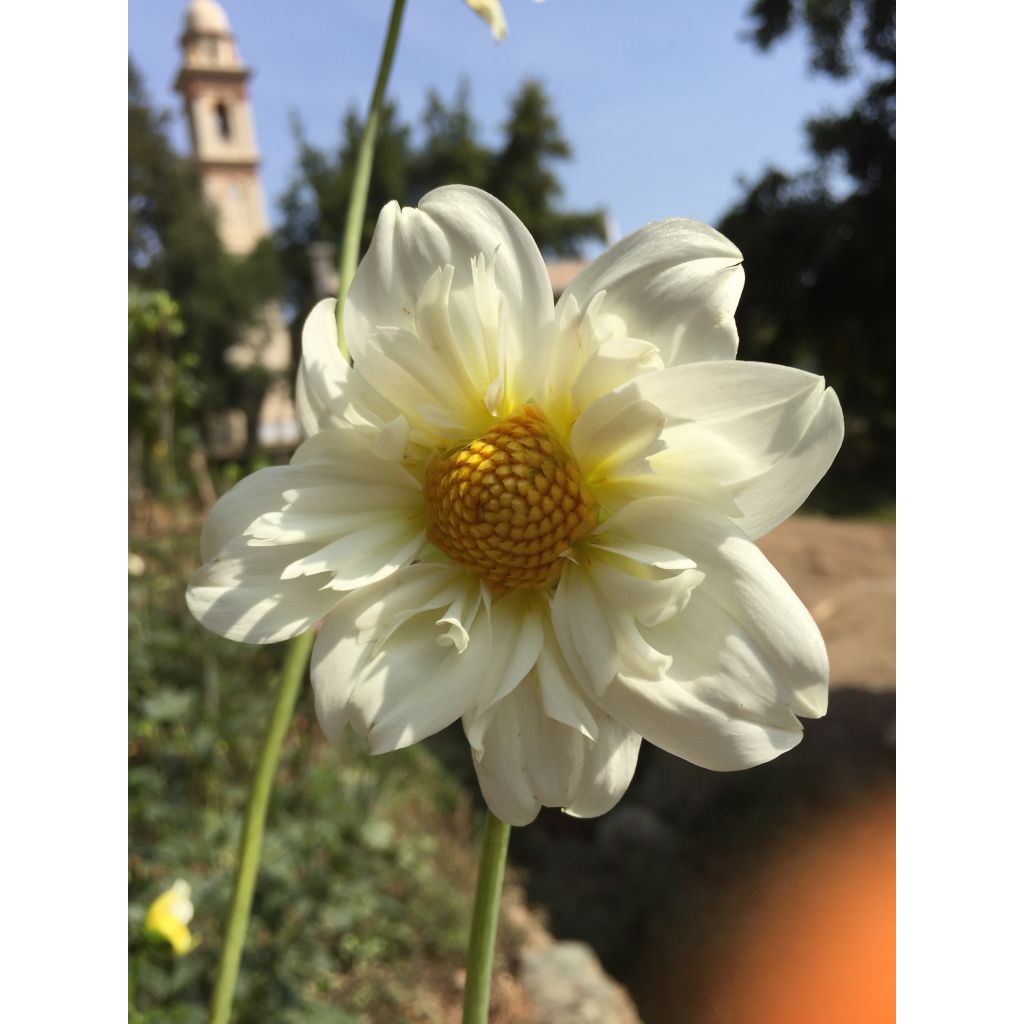 Dahlia Clair de Lune - halskraagdahlia