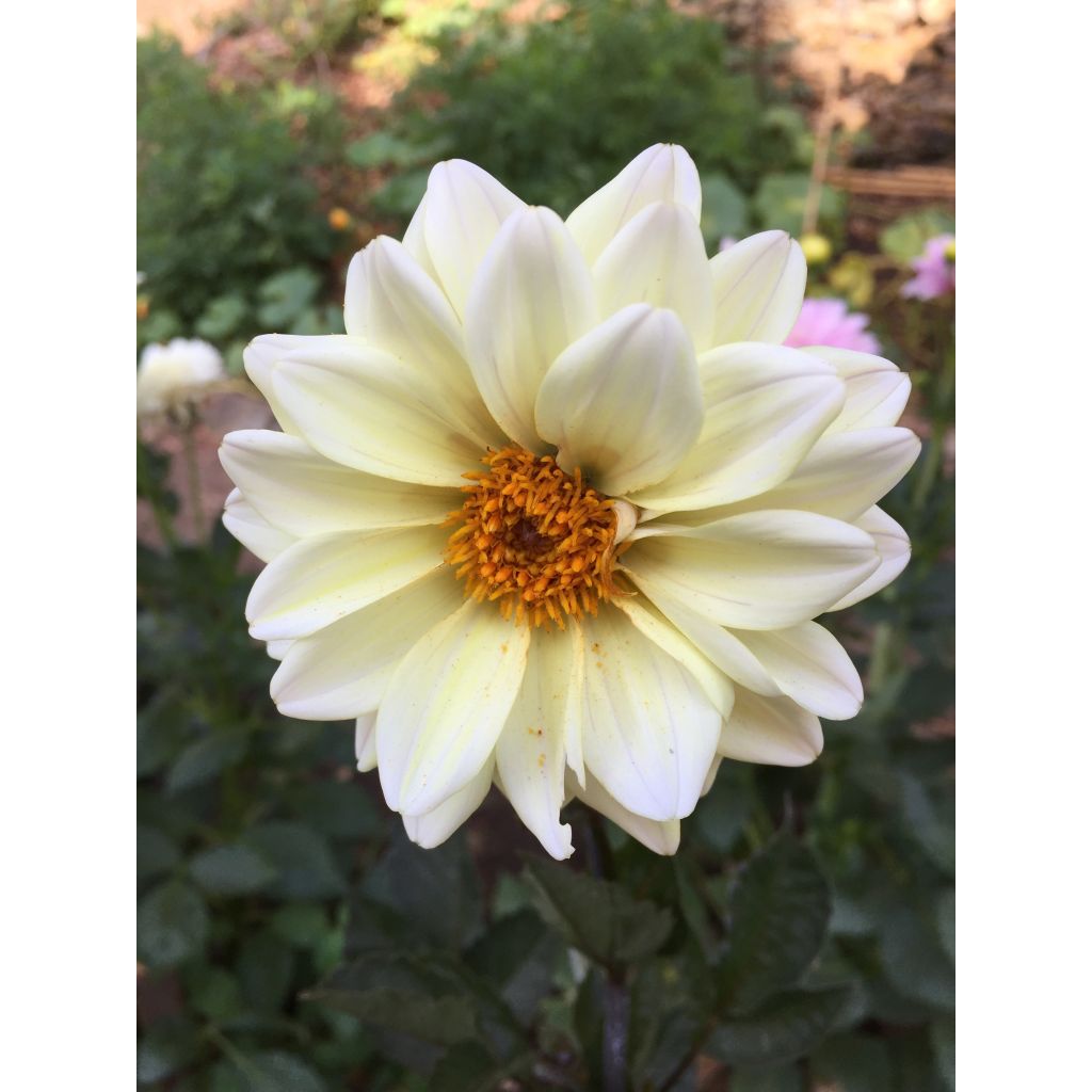 Dahlia Classic Swanlake - perkdahlia