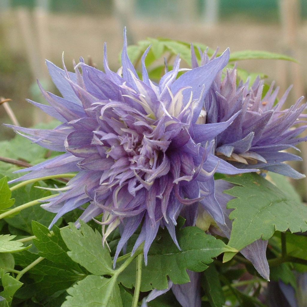 Clematis alpina Ocean Pearl - Alpenbosrank