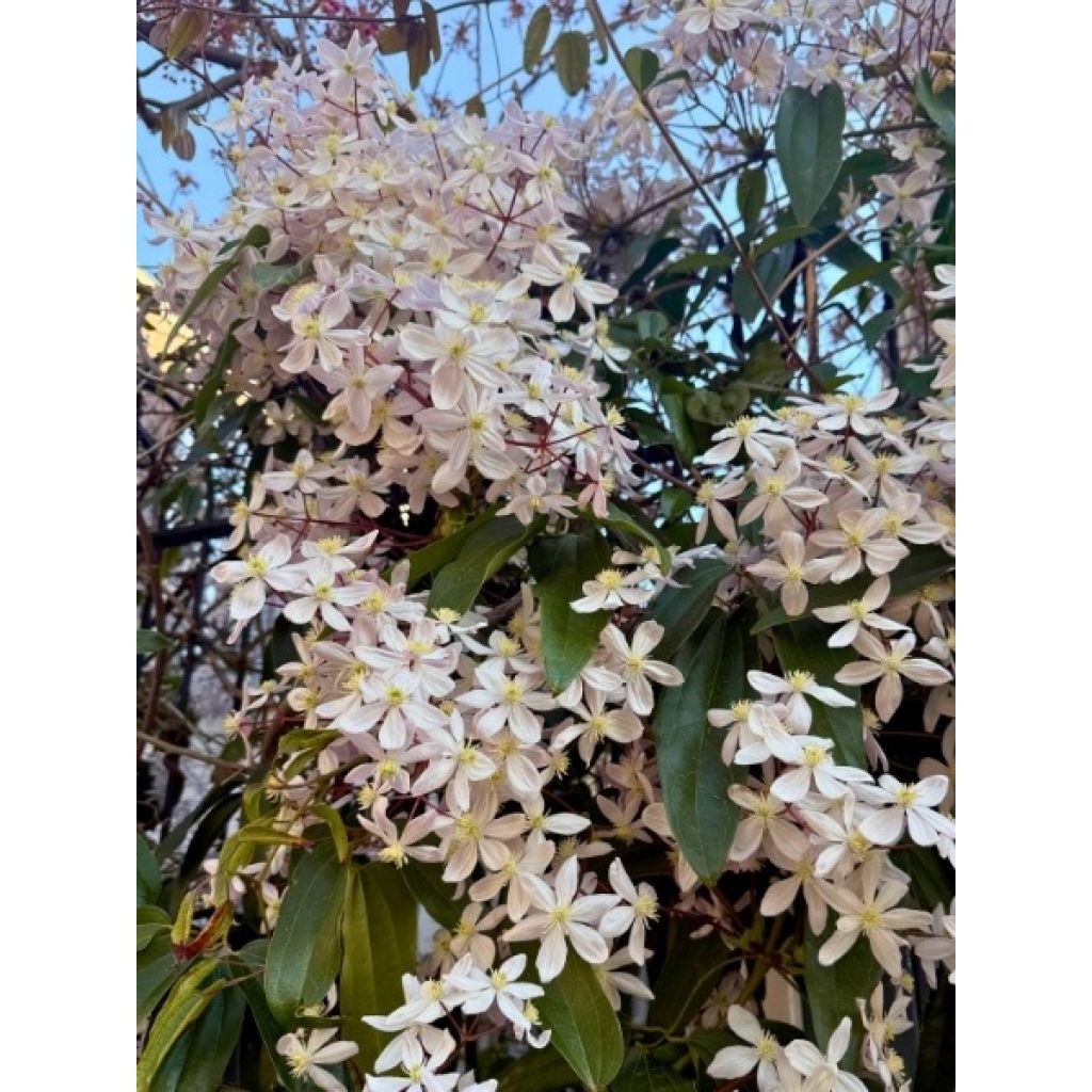 Clematis armandii - Groenblijvende bosrank