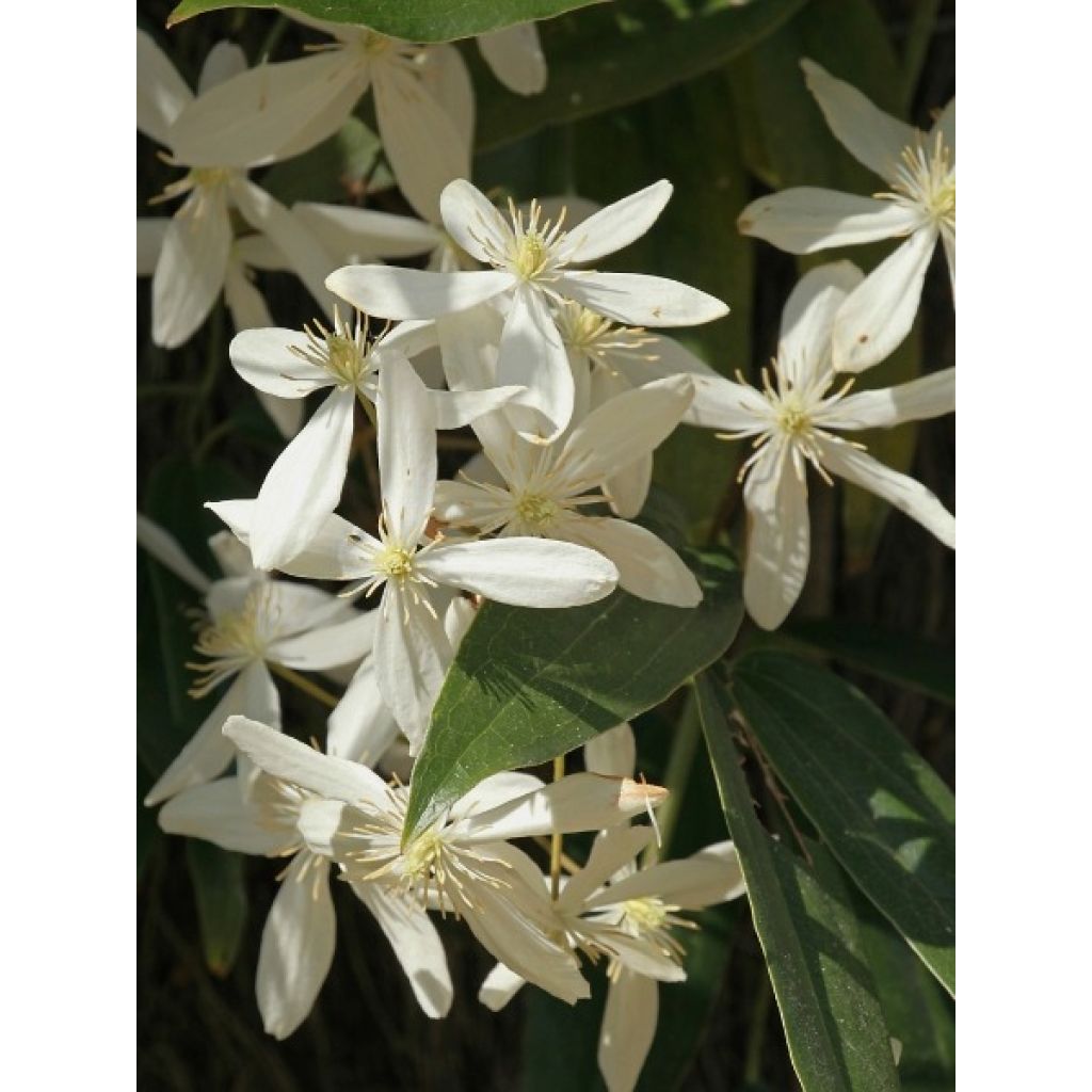 Clematis armandii - Groenblijvende bosrank