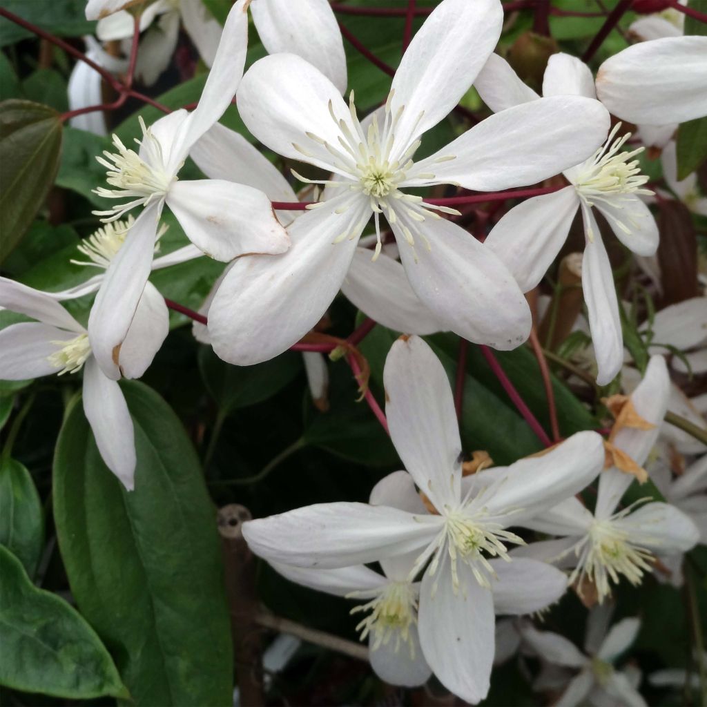 Clematis armandii Hendersonii Rubra - Groenblijvende bosrank