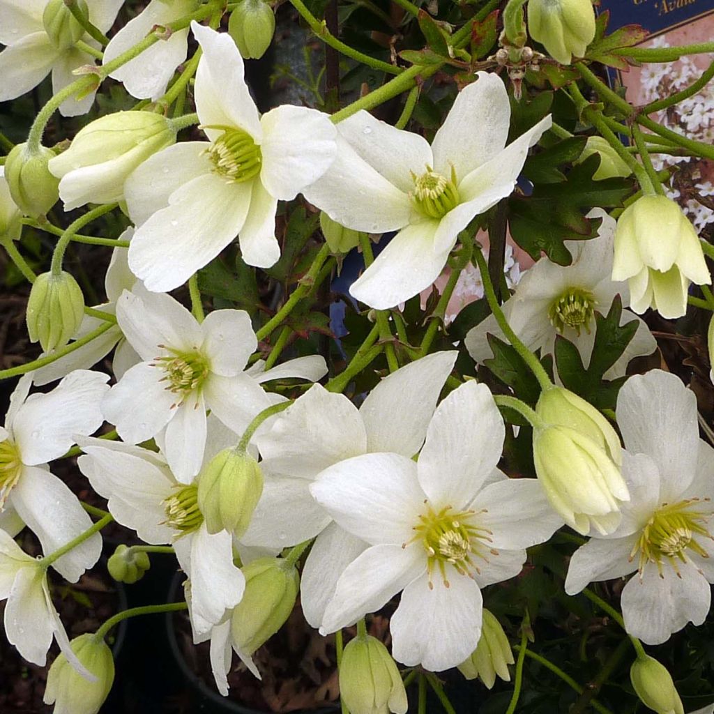 Clematis Avalanche Blavaal - Bosrank