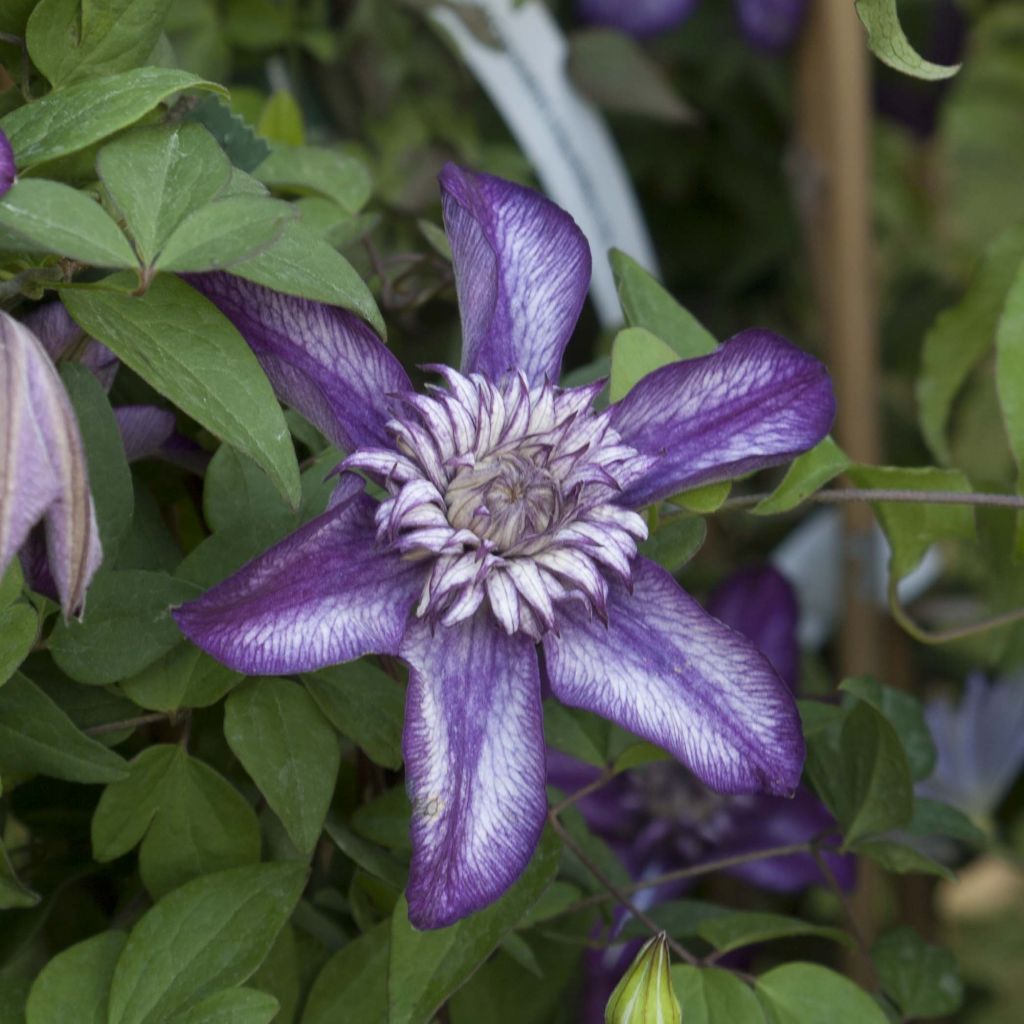 Clematis florida Cassis - Bosrank