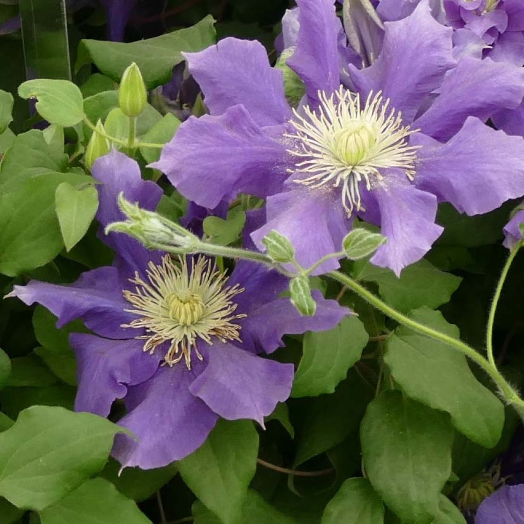Clematis Chevalier - Grootbloemige clematis