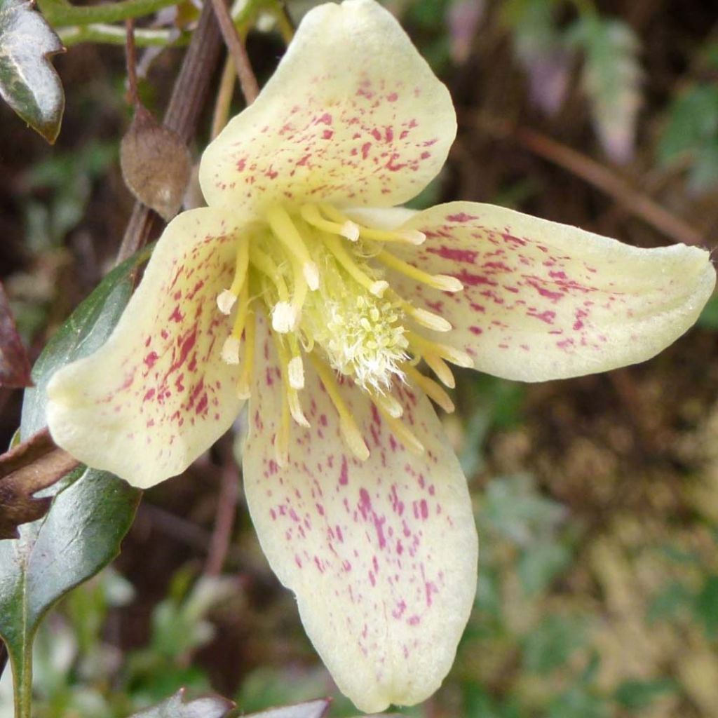 Clematis cirrhosa Balearica - Groenblijvende bosrank