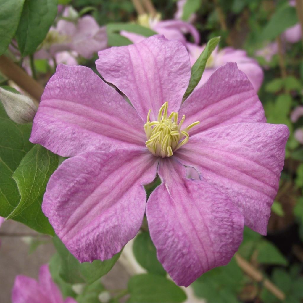Clematis patens Comtesse de Bouchaud - Bosrank