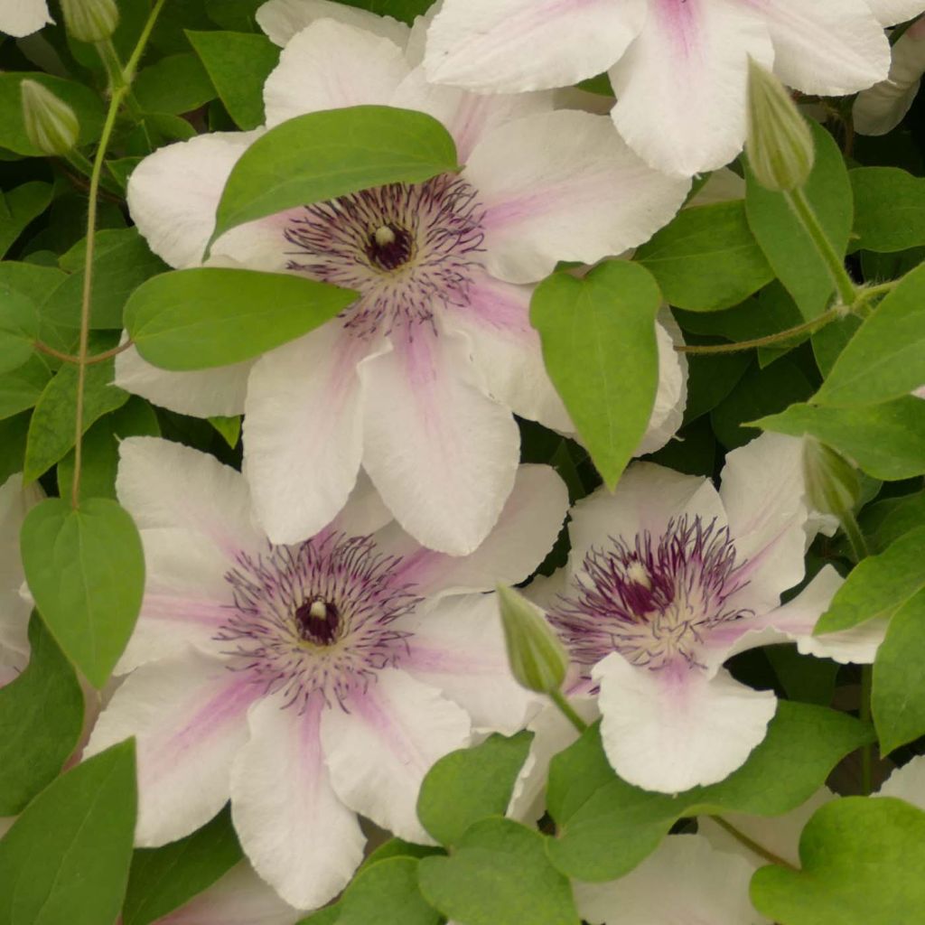 Clematis Countess of Wessex - Grootbloemige clematis