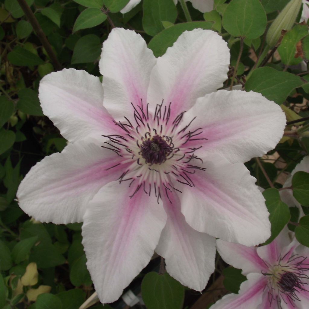 Clematis Countess of Wessex - Grootbloemige clematis