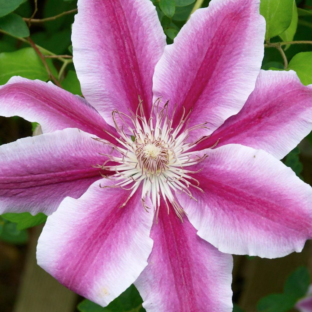 Clematis patens Docteur Ruppel - Bosrank