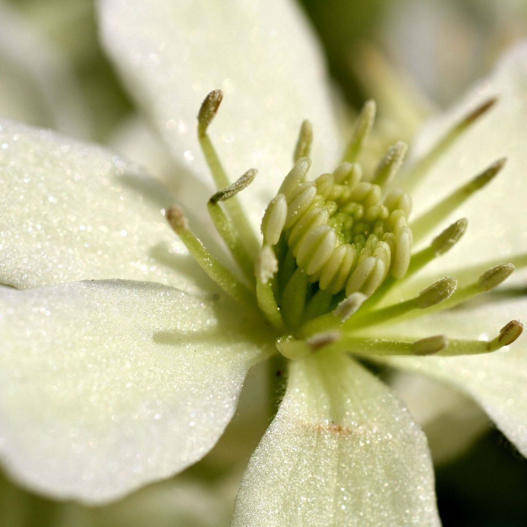 Clematis Emerald Dream - Bosrank