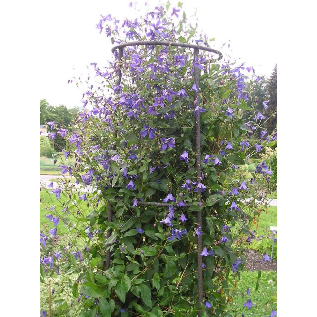 Clematis Eriostemon - Bosrank