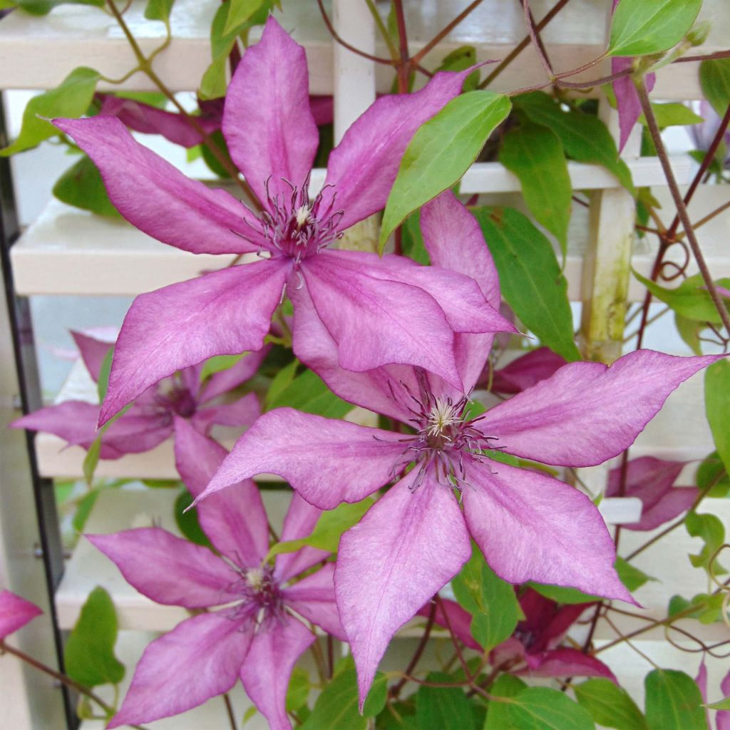 Clematis Giselle - Grootbloemige clematis