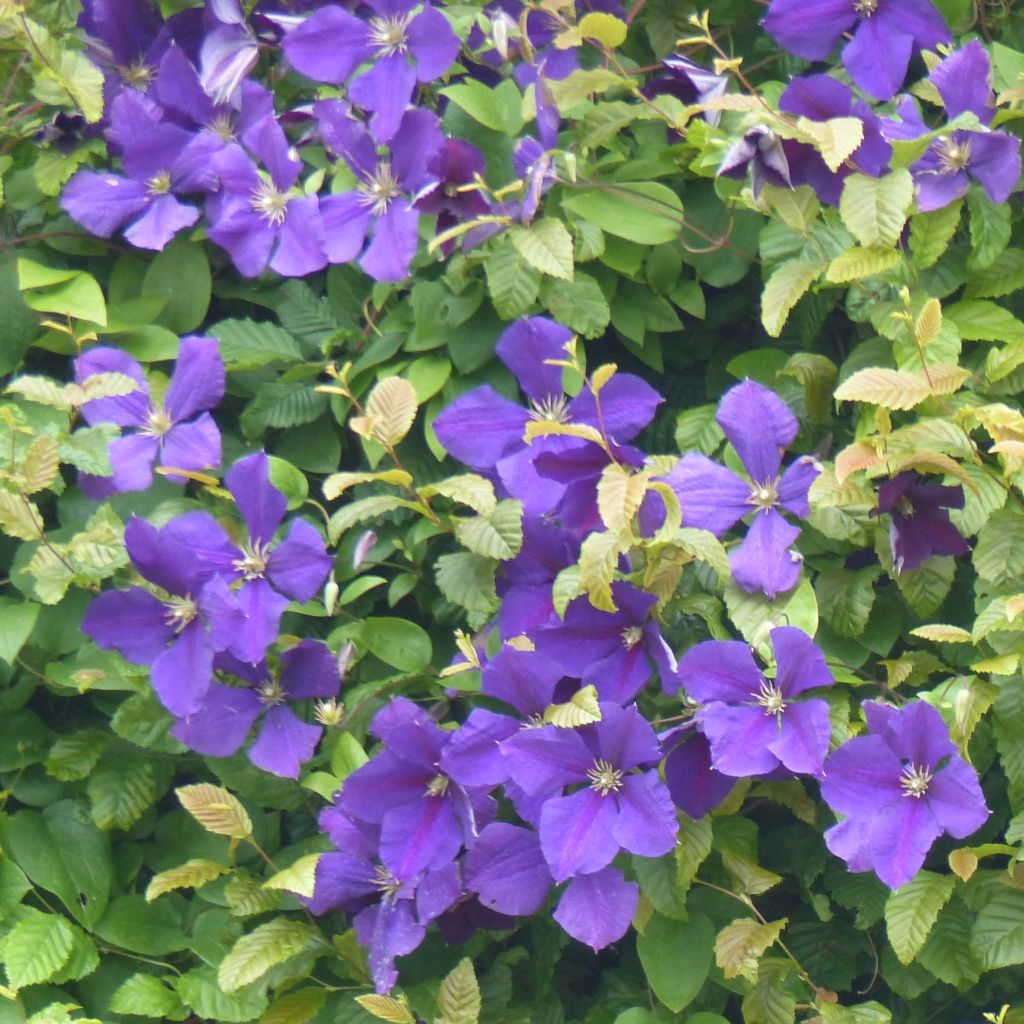 Clematis jackmanii - bosrank