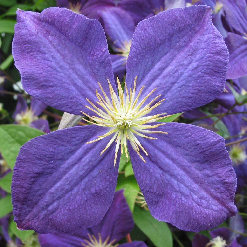 Clematis jackmanii - bosrank