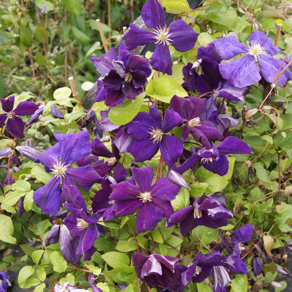 Clematis jackmanii Superba - Bosrank