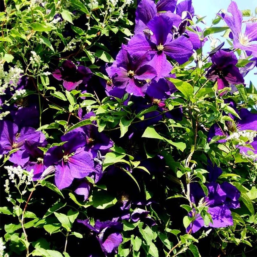 Clematis jackmanii Superba - Bosrank