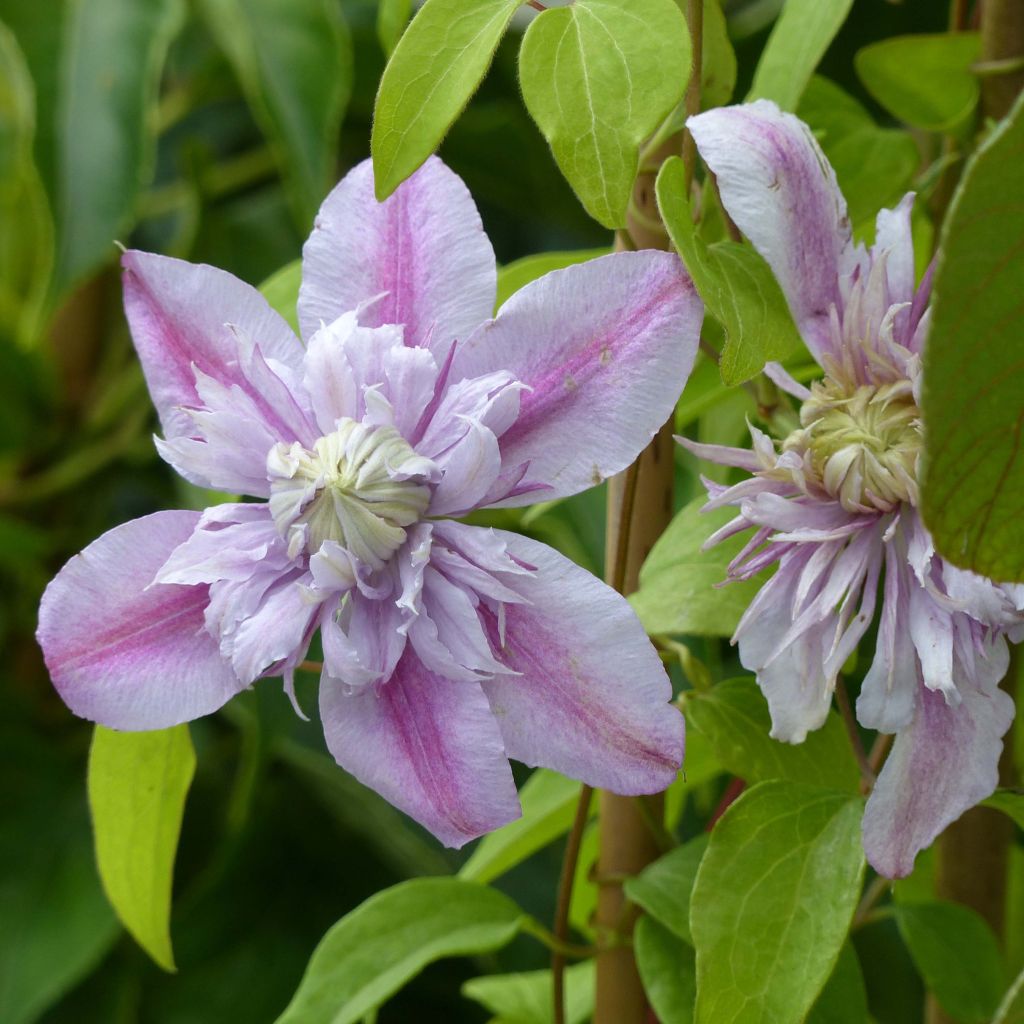 Clematis patens Joséphine EviJohill - - Bosrank