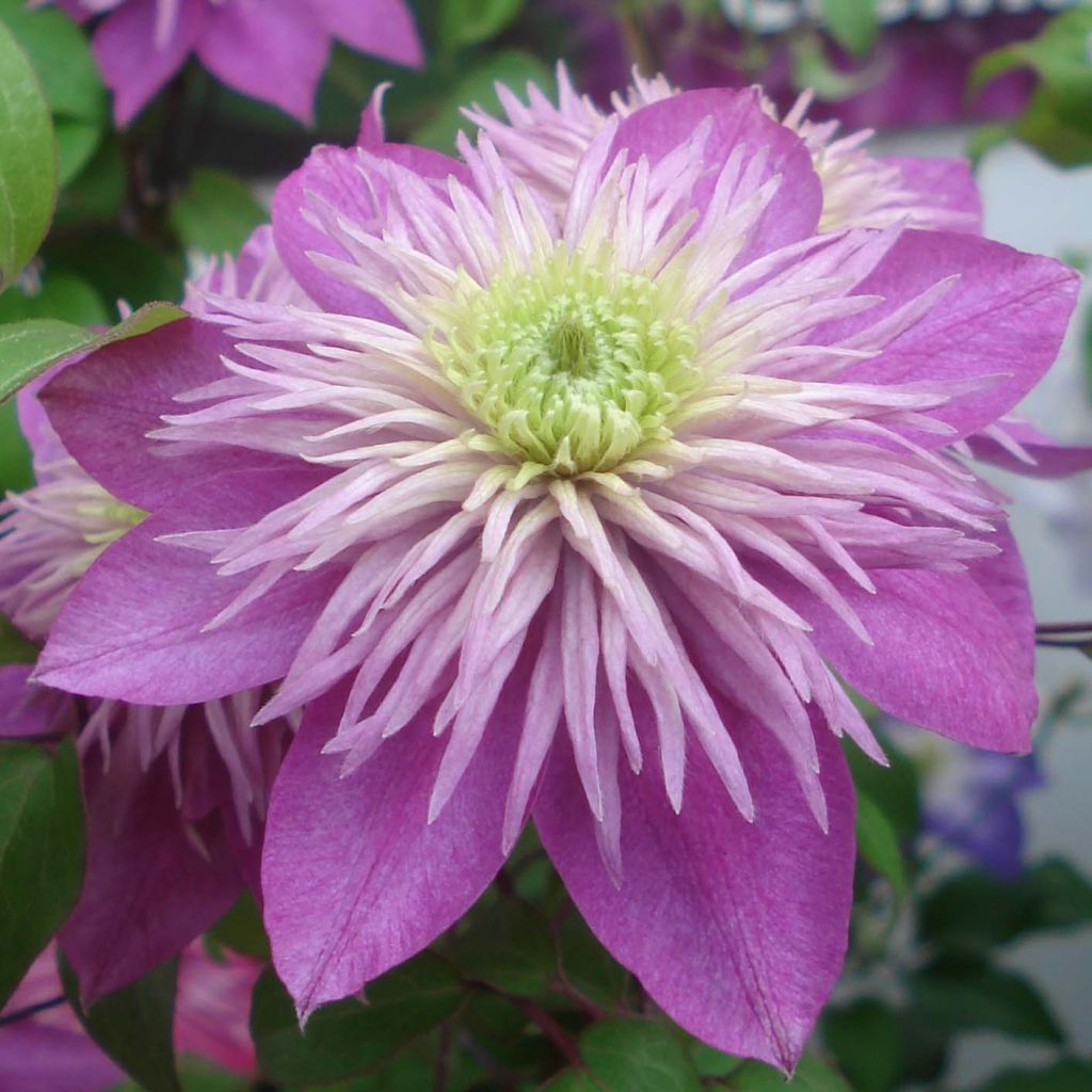 Clematis Kaiser - Grootbloemige clematis