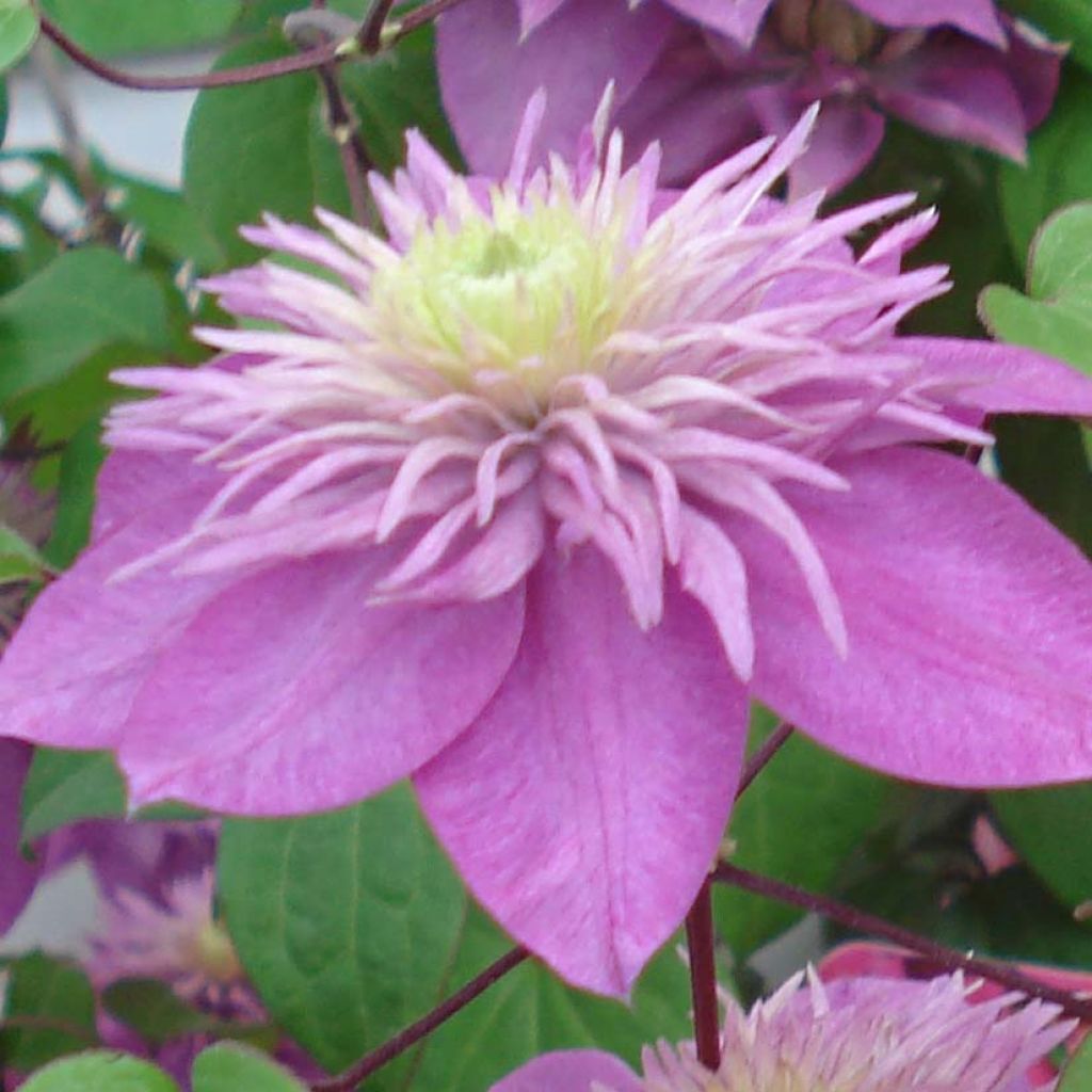 Clematis Kaiser - Grootbloemige clematis