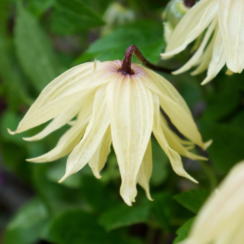 Clematis koreana Amber - Bosrank