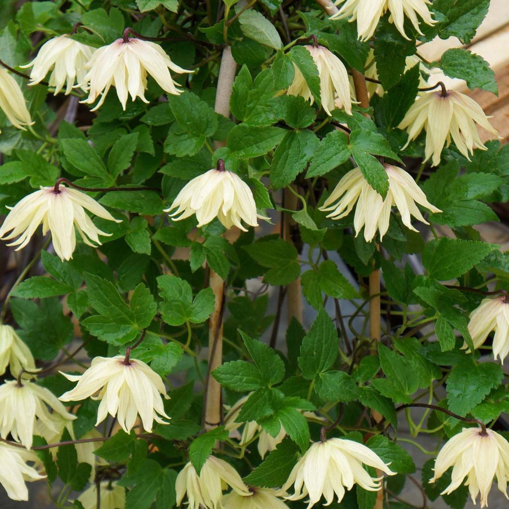 Clematis koreana Amber - Bosrank