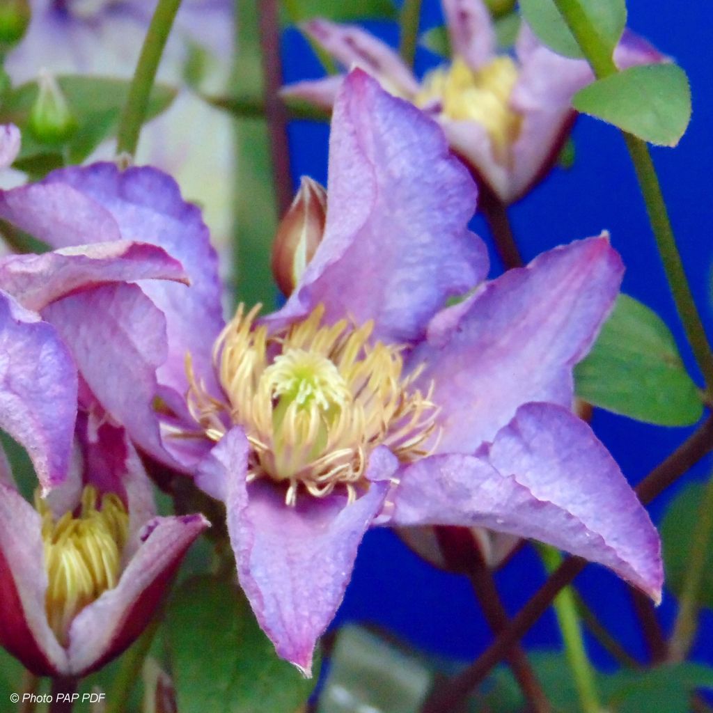 Clematis patens Exciting - Bosrank