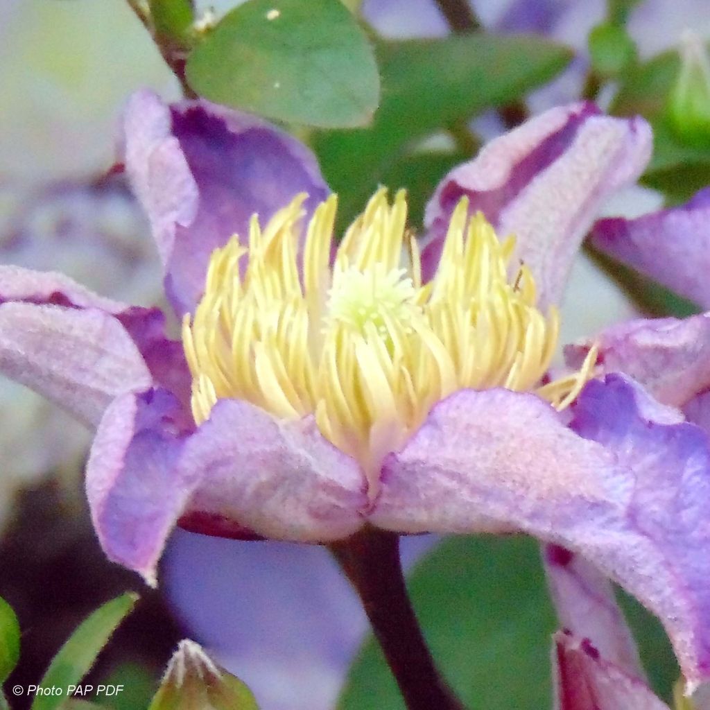 Clematis patens Exciting - Bosrank