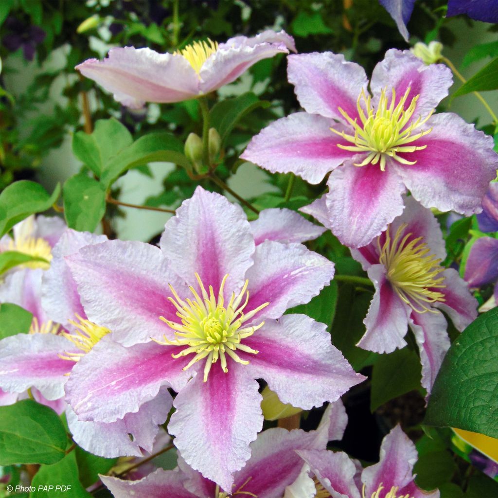 Clematis patens Piilu - Bosrank