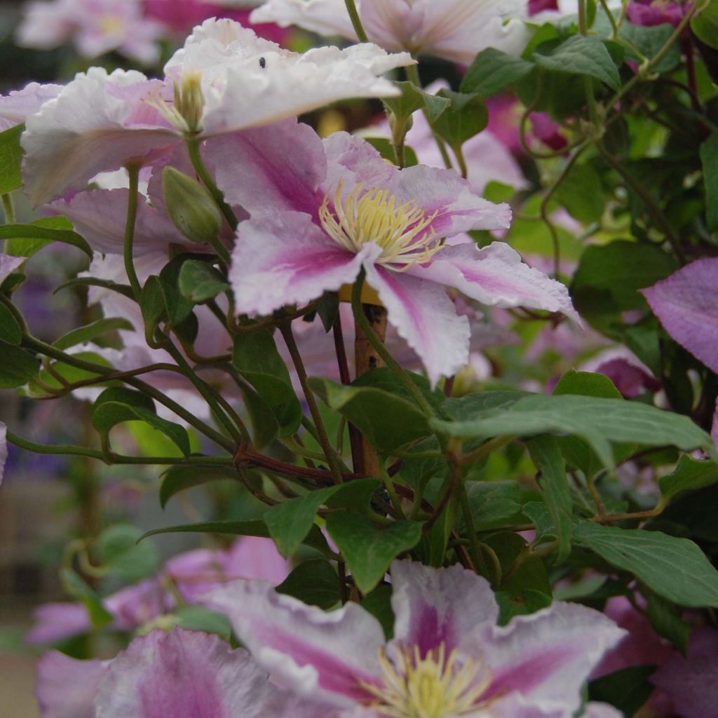 Clematis patens Piilu - Bosrank