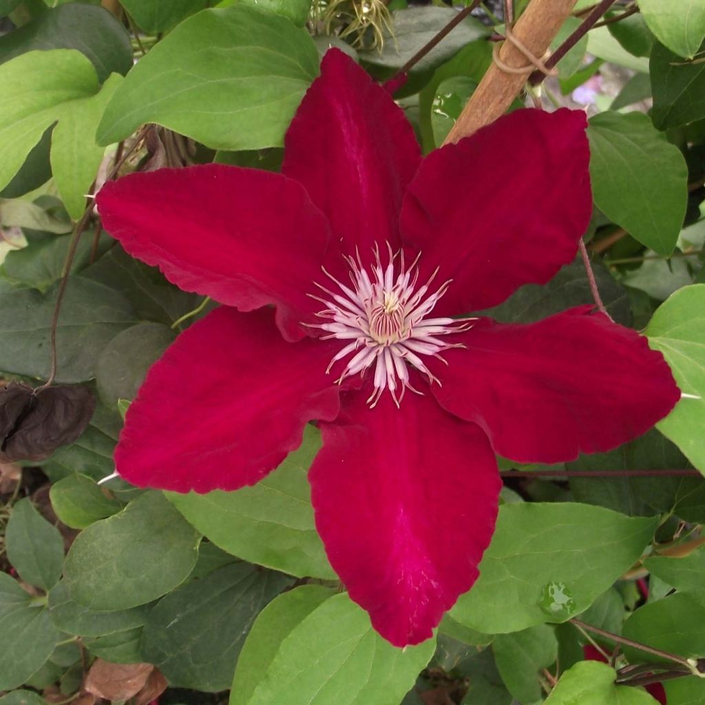 Clematis patens Rebecca Evipo016 - Bosrank