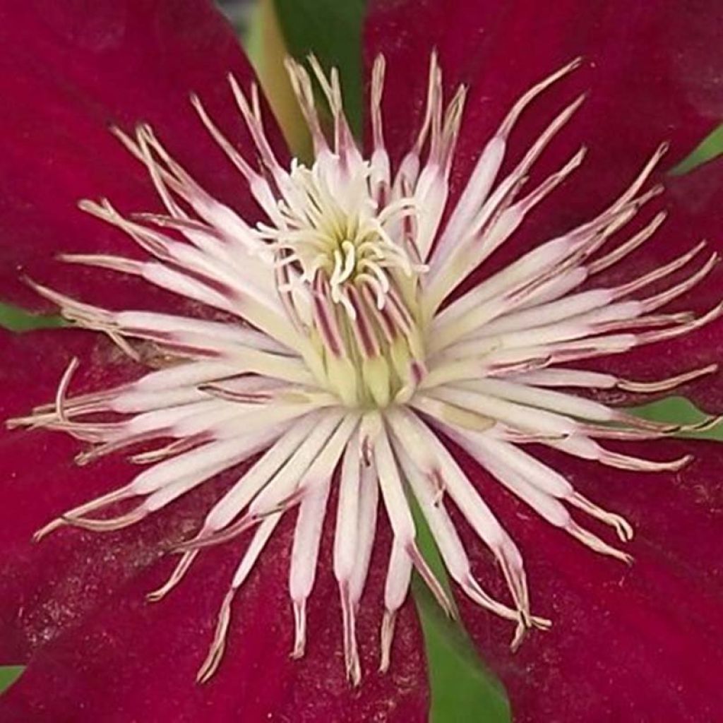 Clematis patens Rebecca Evipo016 - Bosrank