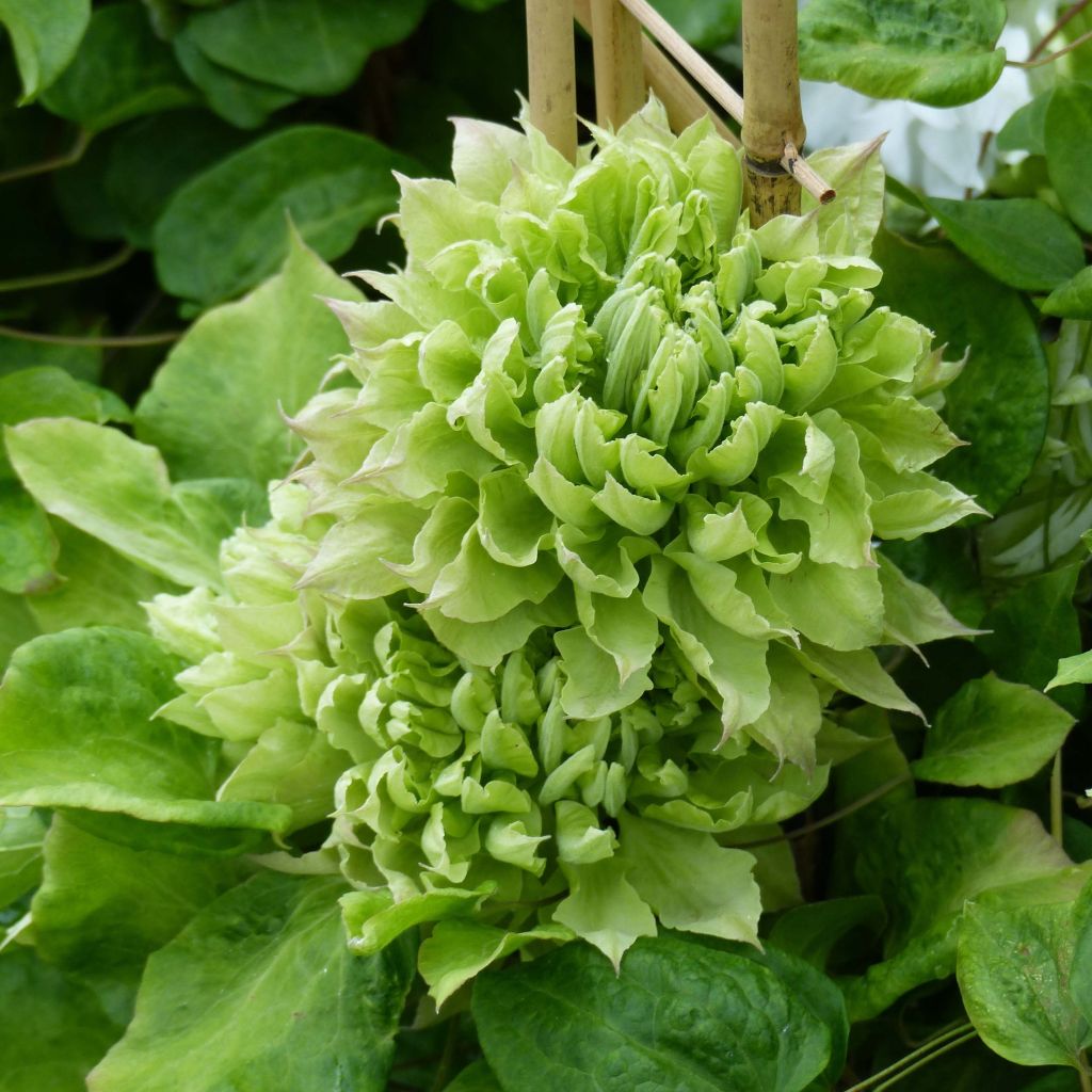 Clematis Sen no Kaze - Grootbloemige bosrank