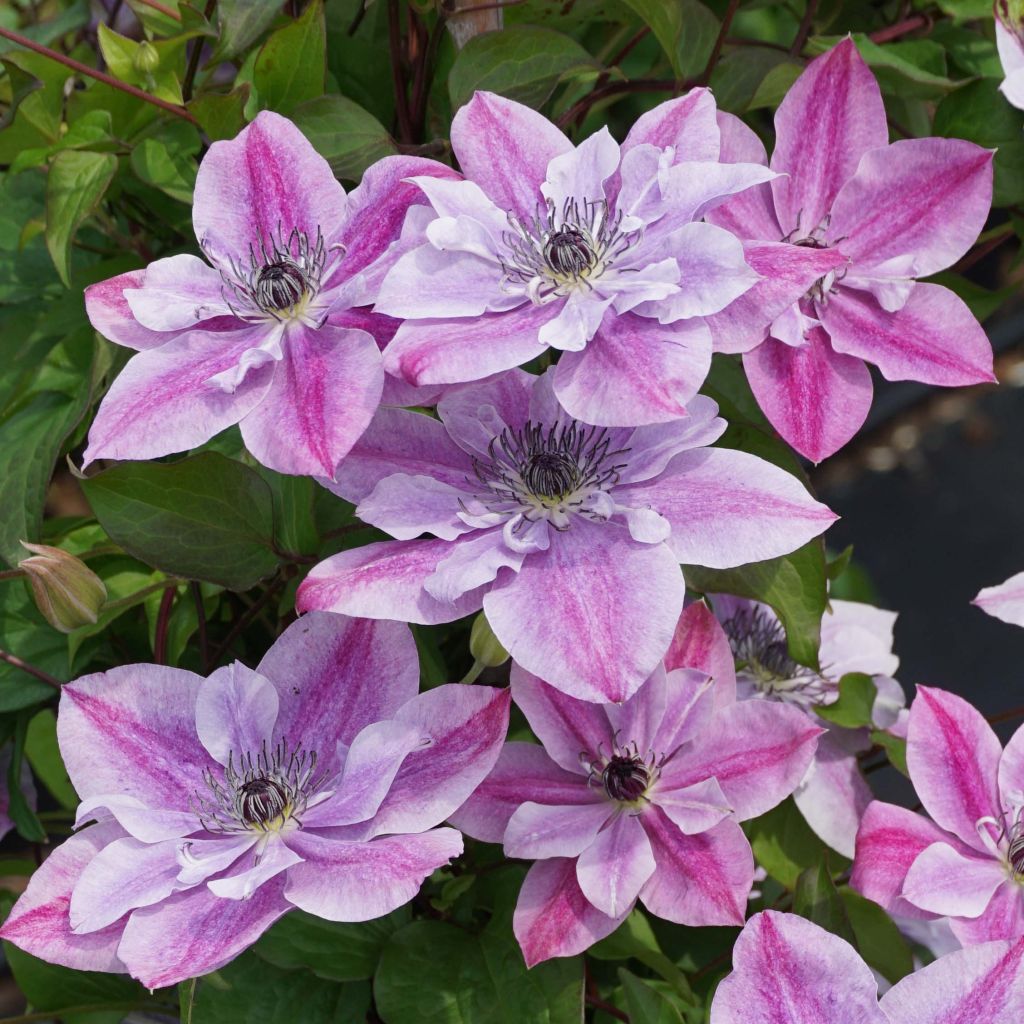 Clematis Super Cute - Italianaanse clematis