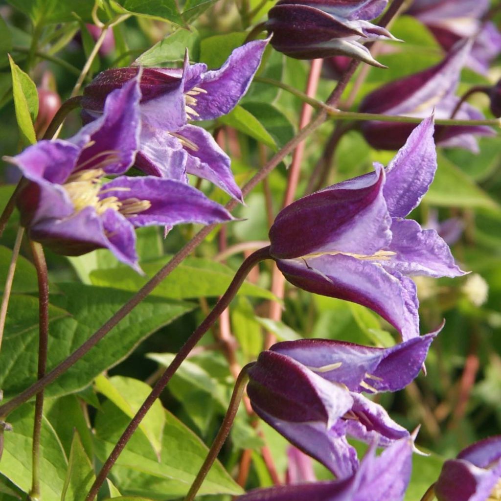 Clematis texensis Prince William - Bosrank