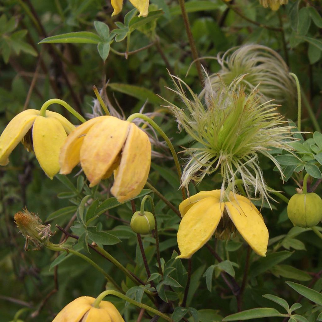 Clematis tibetana Orange Peel - Gouden bosrank
