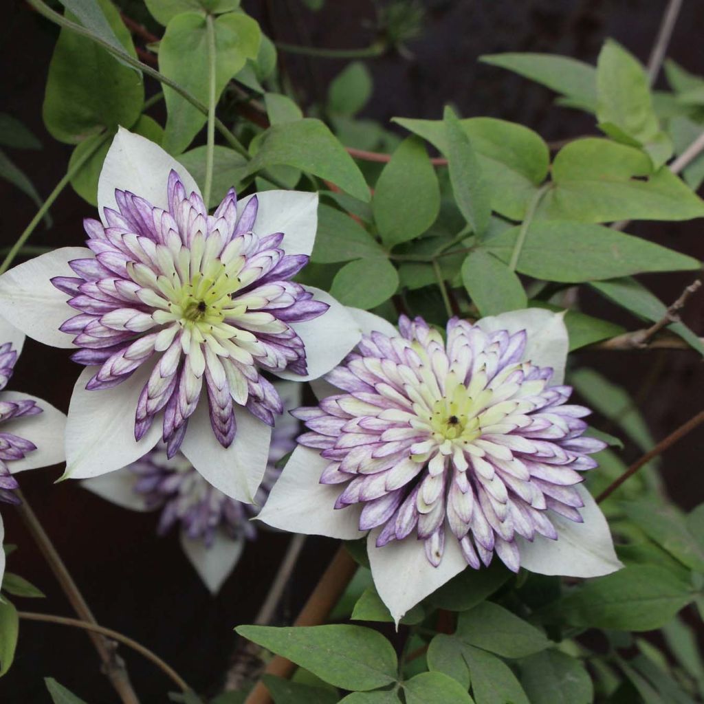 Clematis Viennetta - Bosrank