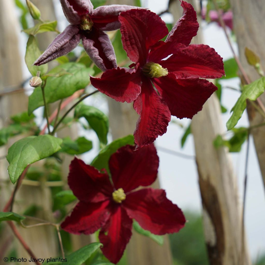 Clematis viticella Burning Love - Italiaanse clematis