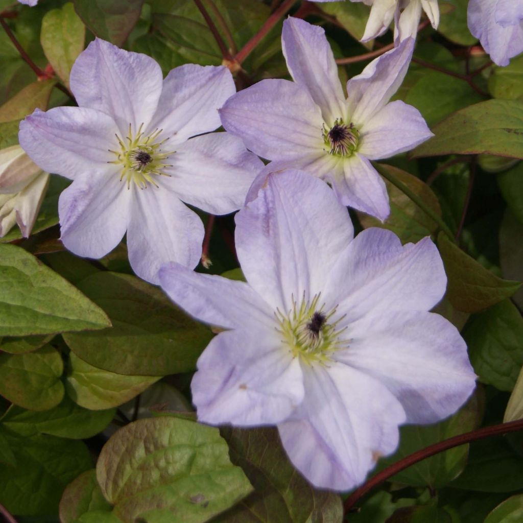 Clematis Sea Breeze - Italiaanse clematis