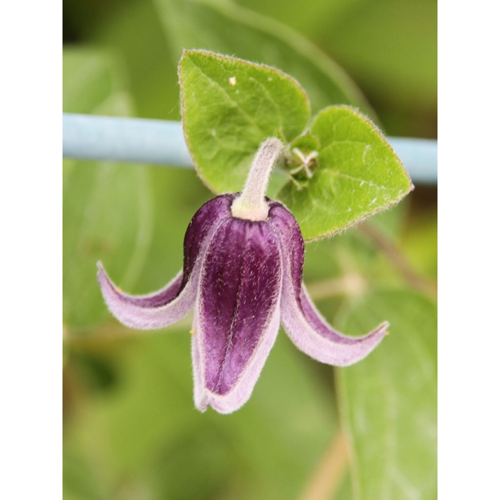 Clematis diversifolia Fascination - Kleinbloemige clematis