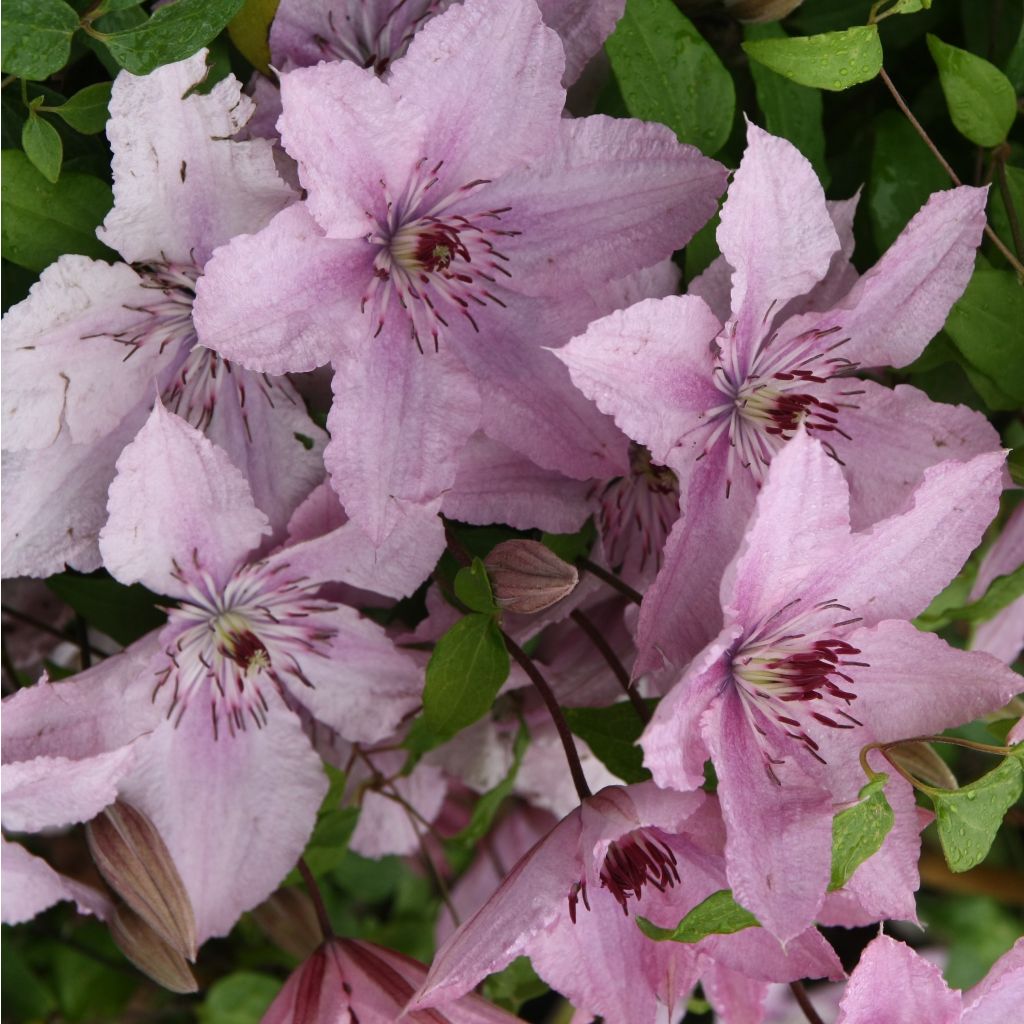 Clematis patens Hagley  - Bosrank