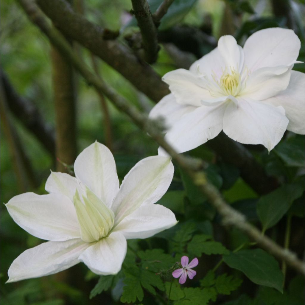 Clematis patens Mme Lecoultre - Bosrank