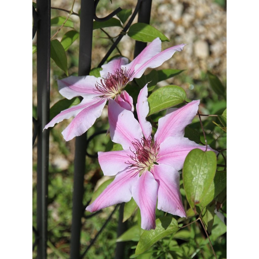 Clematis lanuginosa Nelly Moser - Grootbloemige clematis