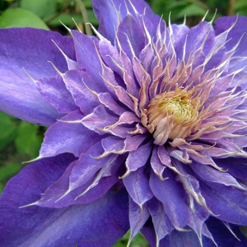 Clematis patens Multi Blue - Bosrank