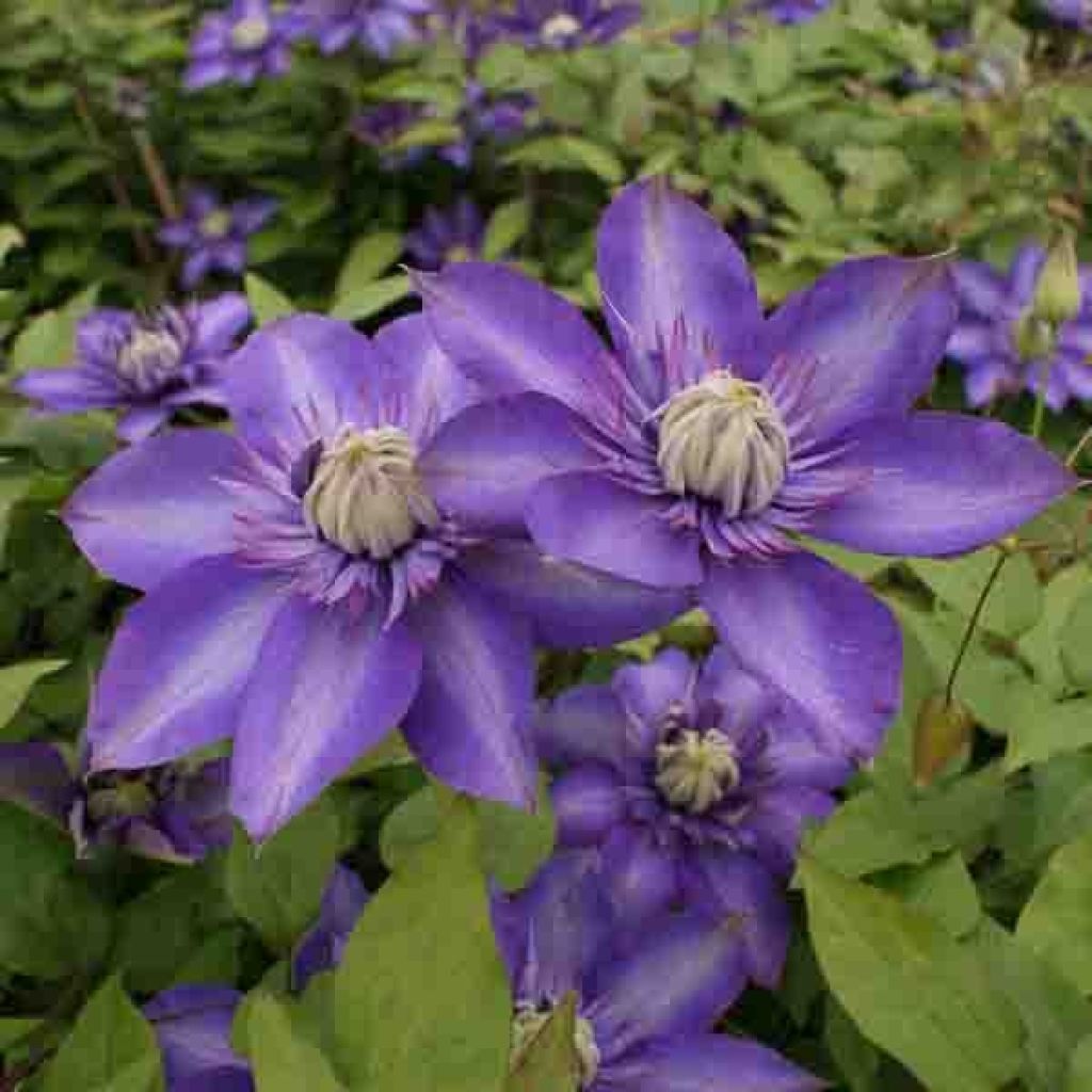 Clematis patens Multi Blue - Bosrank