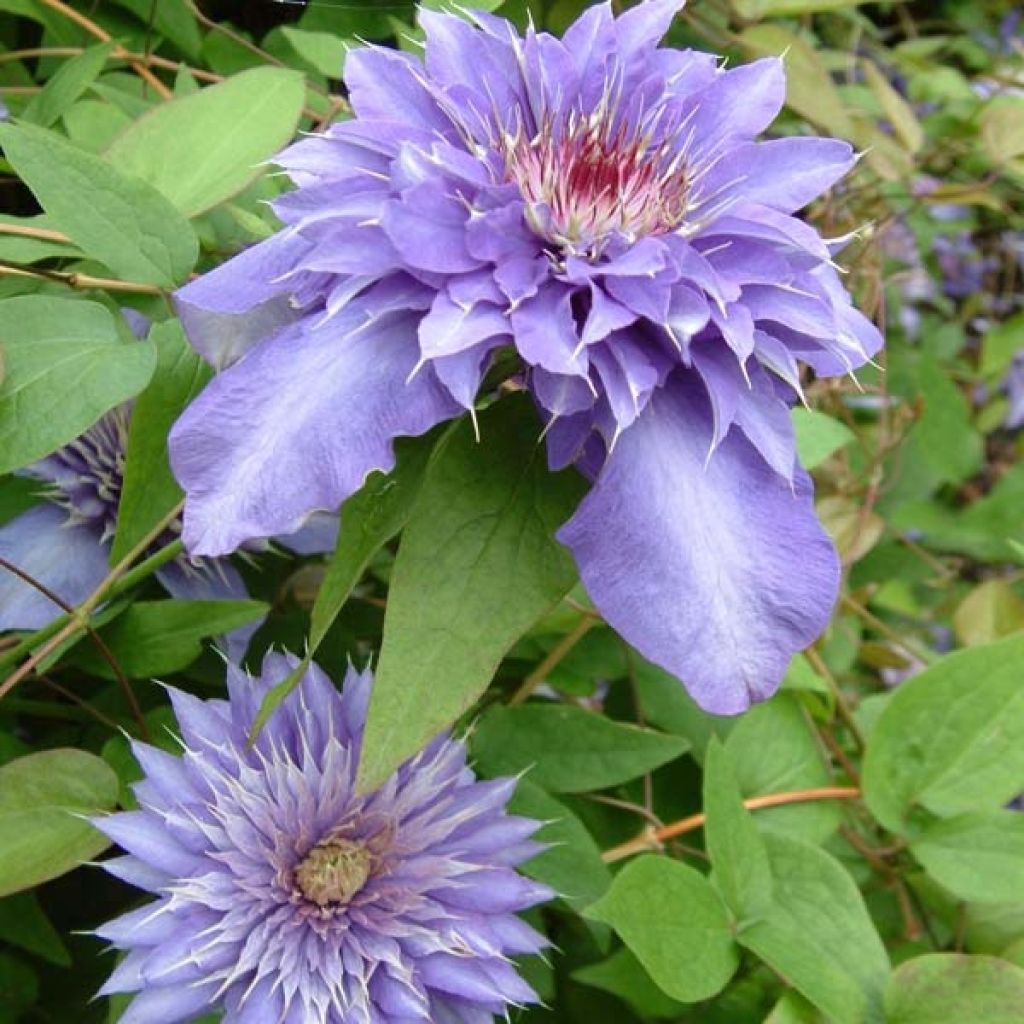 Clematis patens Multi Blue - Bosrank