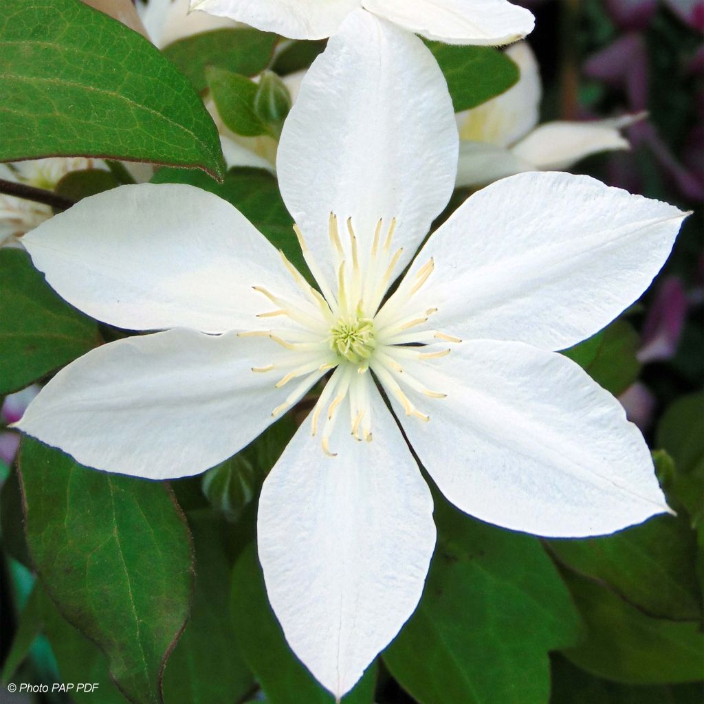 Clematis integrifolia Baby Star - Struikclematis